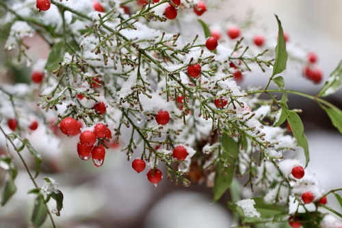 Snowy tree branch with berries