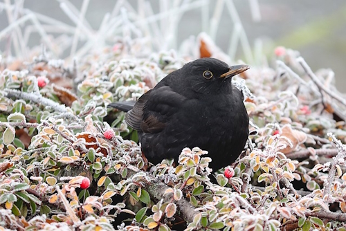 Blackbird in a frosty nest